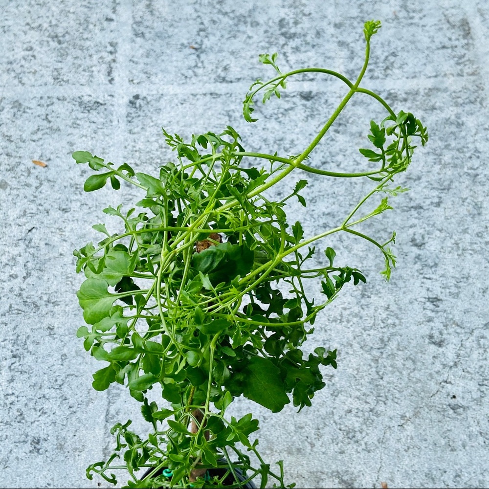 UNROOTED Cuttings RARE Kalanchoe Schizophylla Two Cuttings - Picture 16 of 17